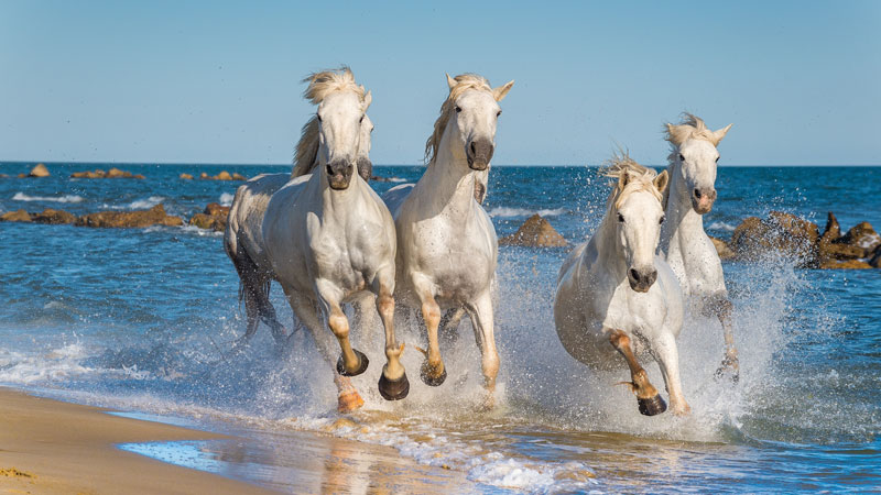 Camargue